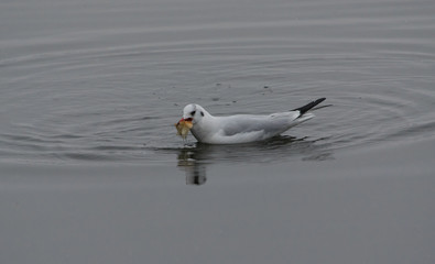 A white gull swims in water and eats bread on a cloudy day