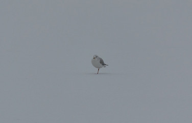 A lone seagull stands on one foot in the snow on a cloudy winter day