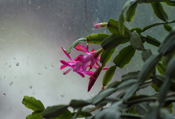 pink flower on green branch on blurred background