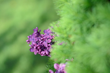 Among the green leaves a lilac branch