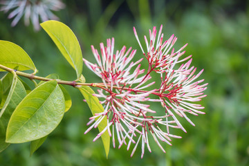 White and pink flower spike, Rubiaceae flower, Ixora coccinea in a garden.