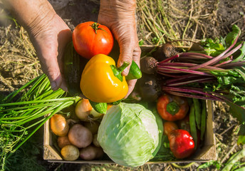 homemade vegetables in the garden. Selective focus.