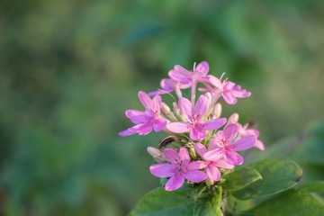 Obraz premium Close up Lucky Star Deep Pink flower or Cornus sanguinea in the garden, the common dogwood or bloody dogwood.