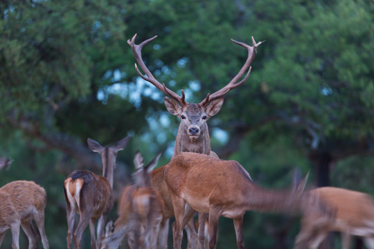 Berrea - Deer rut, Rutting period, CIERVO COMUN - RED DEER (Cervus elaphus), Cork oak forest, Mediterranean forest, Sierra de San Pedro, C&aacute;ceres, Extremadura, Spain, Europe