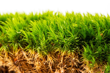 moss close up in the detail isolated on a white