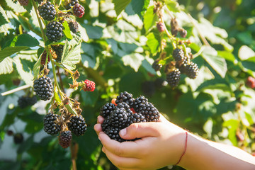 blackberry grows in the home garden. Selective focus.