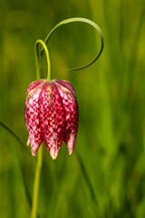 Snakes head fritillary flower growing in a meadow