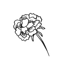 flower vector doodle sketch isolated on white background