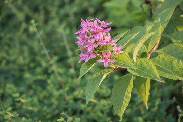 Close up Lucky Star Deep Pink flower or Cornus sanguinea in the garden, the common dogwood or bloody dogwood.