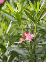 Pink Flower Oleander Sweet Oleander Rose Bay beautiful in Nature