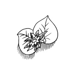 lotus vector doodle sketch isolated on white background