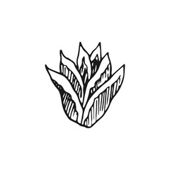 leaf vector doodle sketch isolated on white background