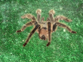 spider on web