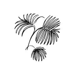 palm leaves vector doodle sketch isolated on white background