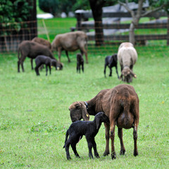 Fototapeta premium schafmutter mit lamm auf der weide