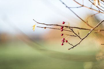 Blumen, Pflanzen und Landschaft