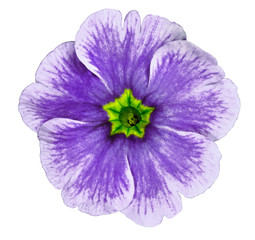 purple violet flower isolated on white background. For design. Close-up. Nature.