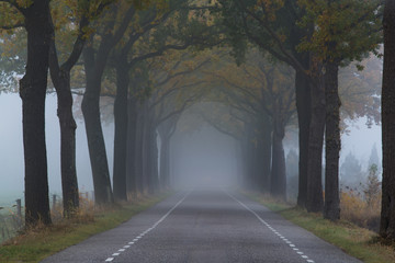 Foggy tree street