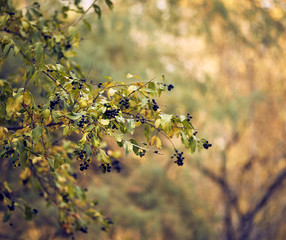 Ligustrum vulgare ripened