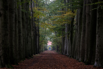 Naklejka premium Autumn forest with house