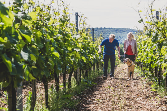 Man, woman and dog walking along rows of vines at a vineyard, winemakers inspecting the crops on a hillside. 