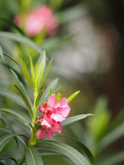 Pink Flower Oleander Sweet Oleander Rose Bay beautiful in Nature