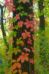 Creepers with bright colored leaves entwined around the tree