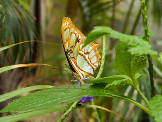 Fototapeta na wymiar Green and orange butterfly on a leaf