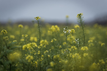 Obraz premium Blumen, Pflanzen und Landschaft
