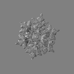 Snowflake isolated on uniform gray background. Macro photo of real snow crystal: elegant stellar...