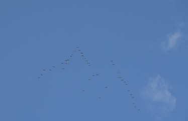 Birds fly far away in the sky against a blue background