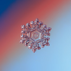 Snowflake glittering on red - blue gradient background. Macro photo of real snow crystal: elegant...