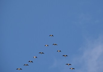 Birds fly far away in the sky against a blue background