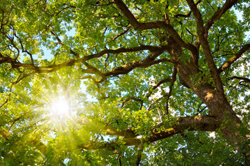 Oak tree in summer sunlight. Nature background.