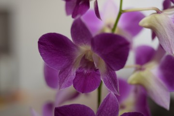 Fototapeta na wymiar Lilac flower on a blurred white background