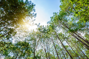 landscape Pine Forest with a blue sky and white clouds in the spring afternoon