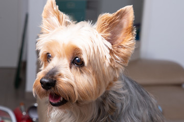 Closeup portrait of yorkshire terrier dog sitting at home sofa