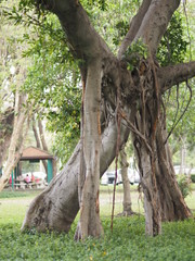 Trunk Big tree Bark rough texture