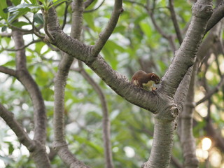 Squirrel on the Frangipani tree Plumeria