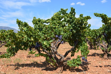 Fototapeta na wymiar vineyard in Jalon Valley, Alicante Province, Spain
