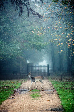 Deer on gravel path in park on a misty morning, iron gate in background.