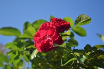 Obraz premium Bright red rose flower on a blurred background on a summer day