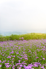 Violet verbena flowers on blurred background with sunshine in the morning