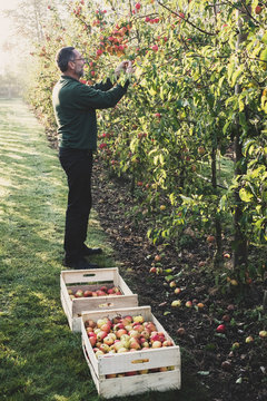 Man standing in apple orchard, picking apples from tree. Apple harvest in autumn.