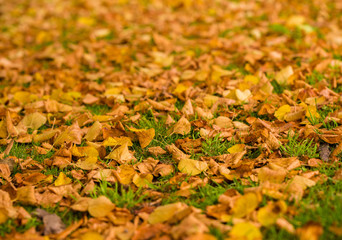 autumn leaves on green grass