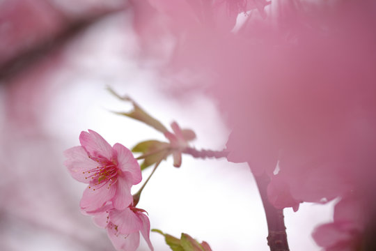 河津桜