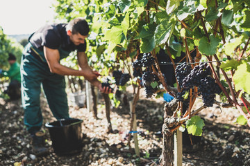 Man standing in a vineyard, harvesting bunches of black grapes.