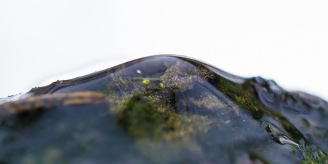 Water drop and moss close up on white background