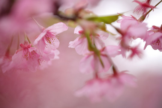 河津桜