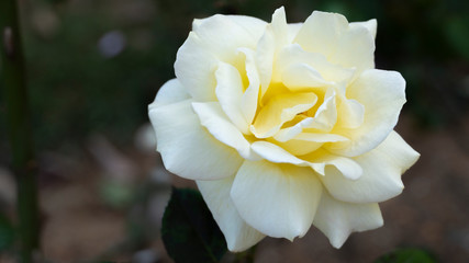Obraz na płótnie Canvas Flower White Rose